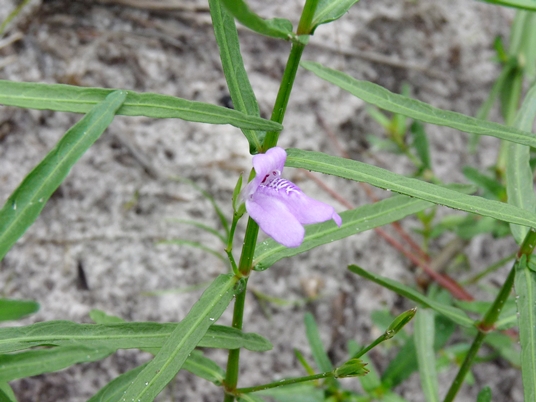 {Justicia crassifolia}